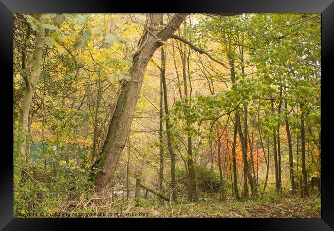 Loggerhead Woods in Autumn  Framed Print by chris hyde