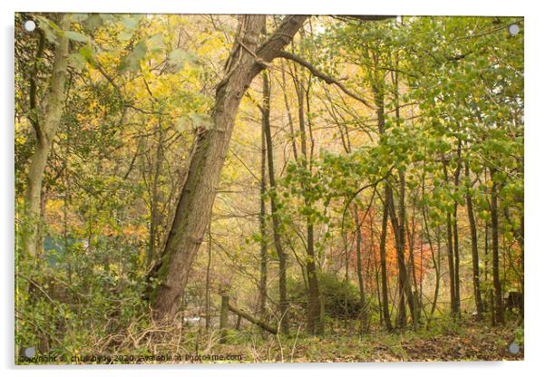 Loggerhead Woods in Autumn  Acrylic by chris hyde