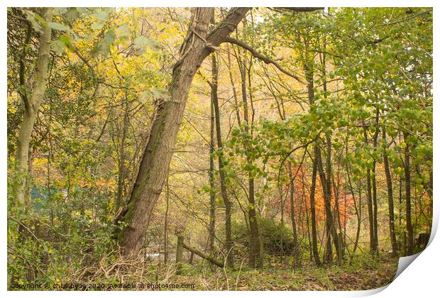 Loggerhead Woods in Autumn  Print by chris hyde