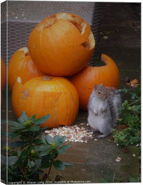 The Squirrel at Harvest time Canvas Print by Photography by Sharon Long 