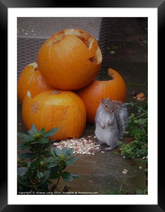 The Squirrel at Harvest time Framed Mounted Print by Photography by Sharon Long 