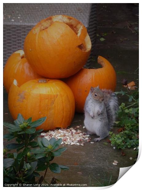 The Squirrel at Harvest time Print by Photography by Sharon Long 