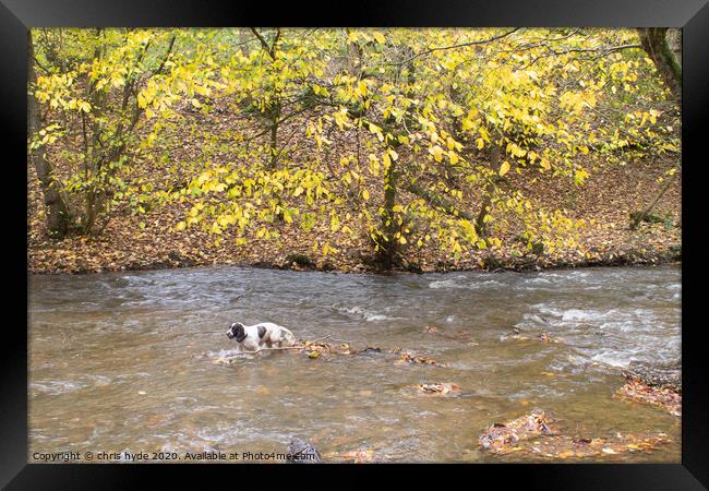 Spaniel In River Alyn Framed Print by chris hyde