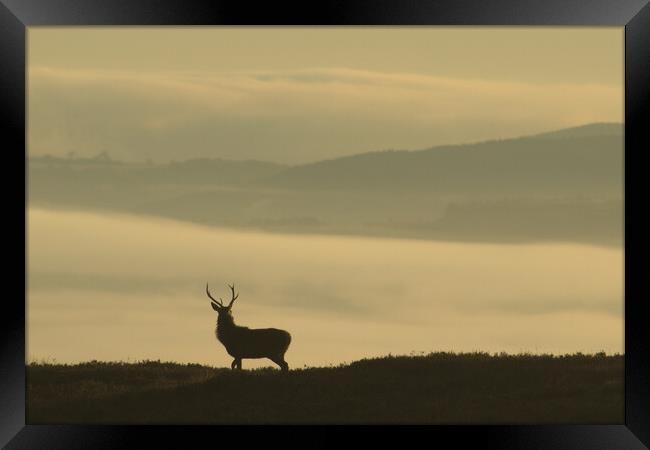 Lone Stag Framed Print by Macrae Images