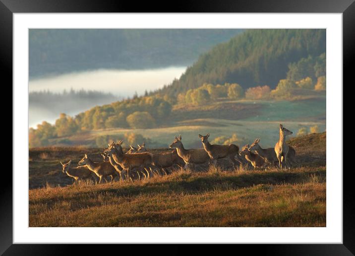 Red Deer Scotland Framed Mounted Print by Macrae Images