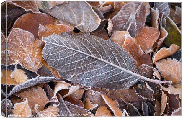 Frosty leaves  Canvas Print by Robert Thrift