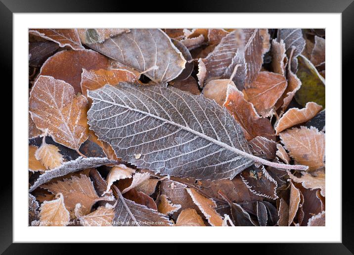 Frosty leaves  Framed Mounted Print by Robert Thrift