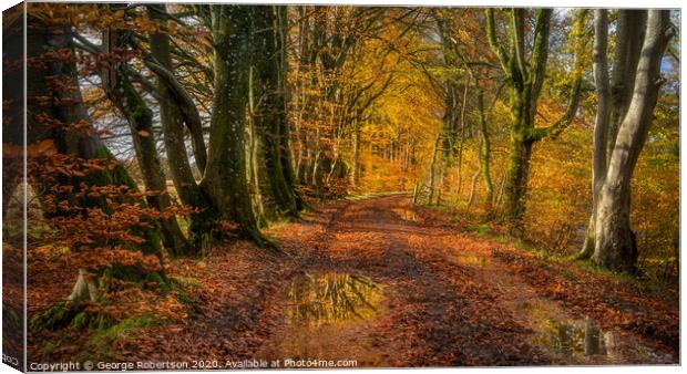 Autumn Colours on a country lane Canvas Print by George Robertson
