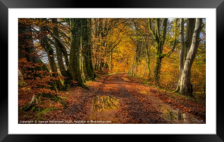 Autumn Colours on a country lane Framed Mounted Print by George Robertson