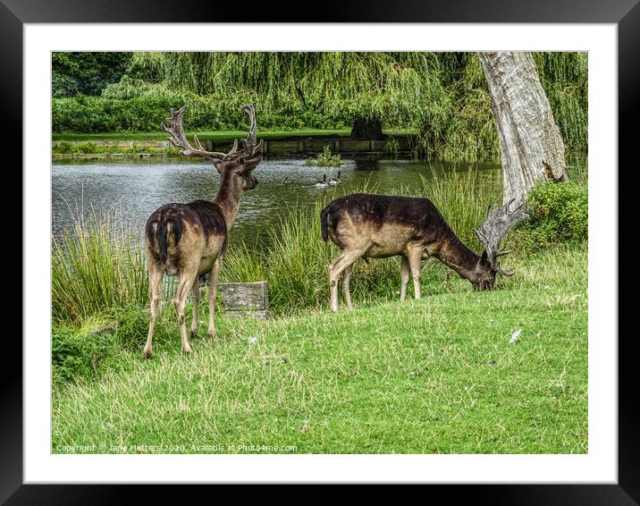 Outdoor Life Framed Mounted Print by Jane Metters