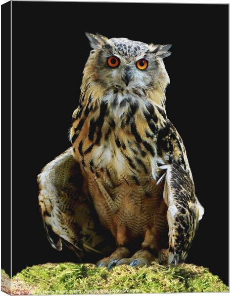 Eagle Owl  (Bubo bubo) Canvas Print by Dave Burden