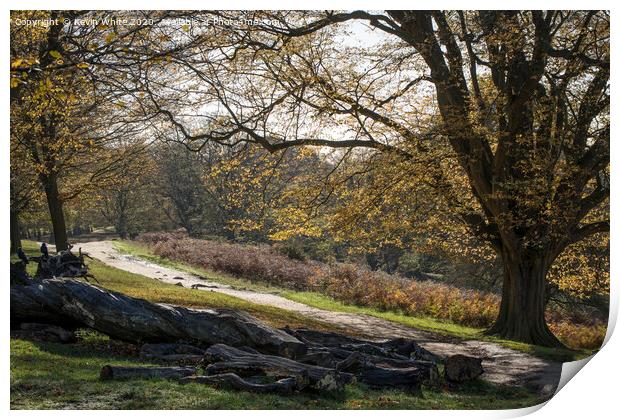 Cycle track through woods  Print by Kevin White