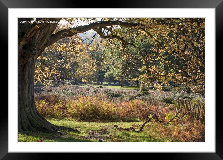 Under old tree Framed Mounted Print by Kevin White