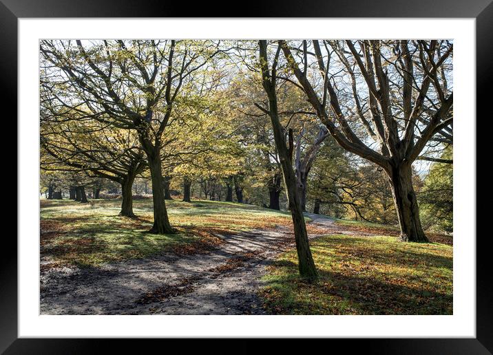Walk through leaning trees Framed Mounted Print by Kevin White
