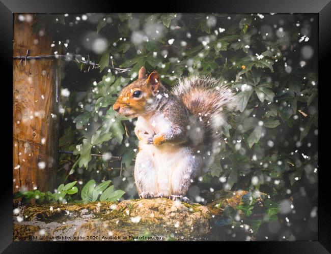 Winter Squirrel Framed Print by Ann Biddlecombe