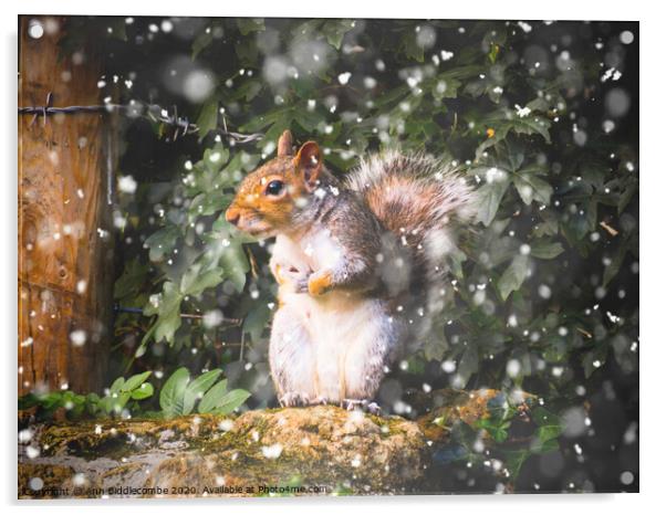 Winter Squirrel Acrylic by Ann Biddlecombe