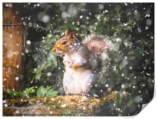 Winter Squirrel Print by Ann Biddlecombe