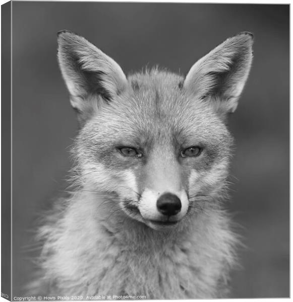Red Fox ( Mono ) Canvas Print by Dave Burden