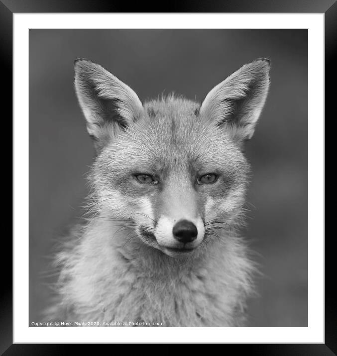Red Fox ( Mono ) Framed Mounted Print by Dave Burden