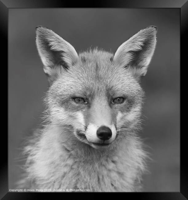 Red Fox ( Mono ) Framed Print by Dave Burden