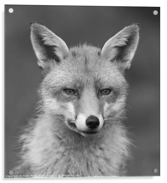 Red Fox ( Mono ) Acrylic by Dave Burden