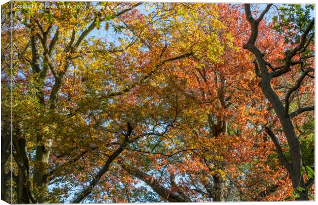 Autumn tree canopy Canvas Print by Kevin White