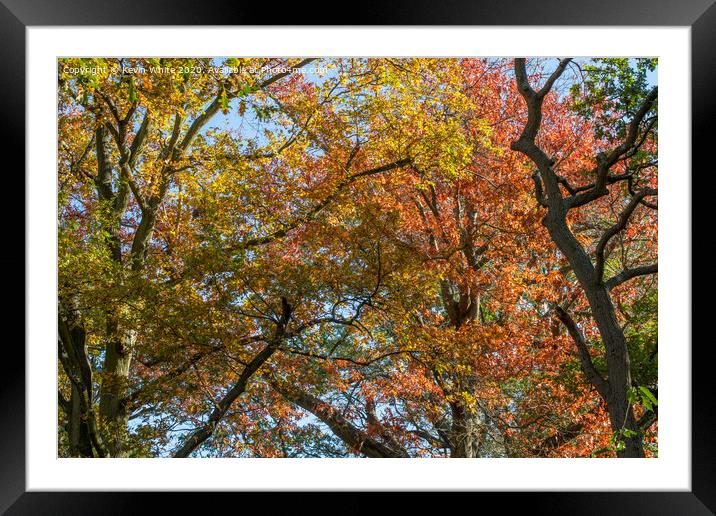 Autumn tree canopy Framed Mounted Print by Kevin White