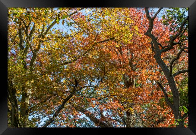 Autumn tree canopy Framed Print by Kevin White