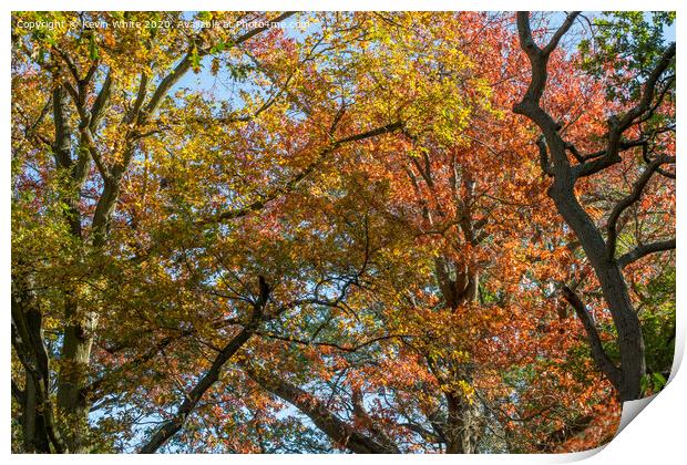 Autumn tree canopy Print by Kevin White