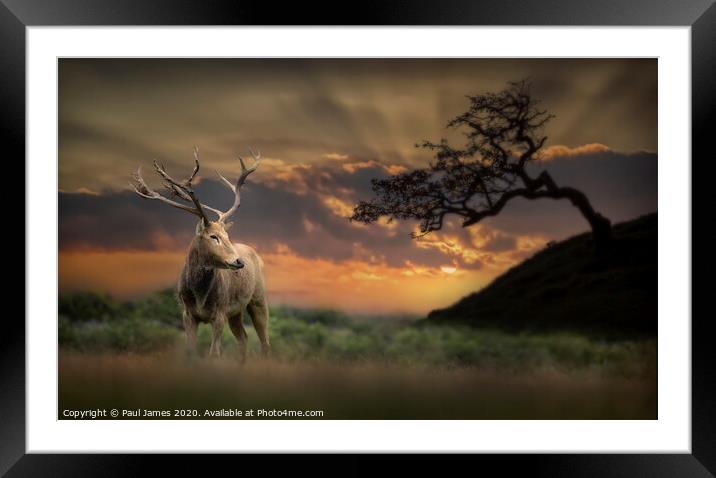 The king at sunset Framed Mounted Print by Paul James