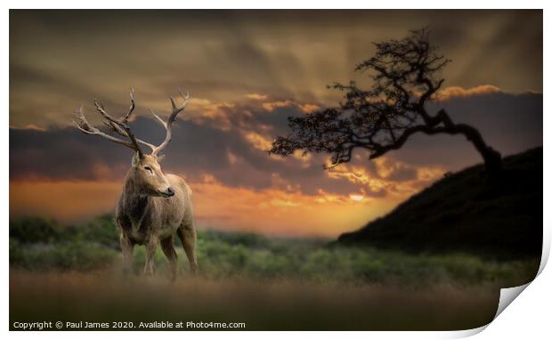 The king at sunset Print by Paul James