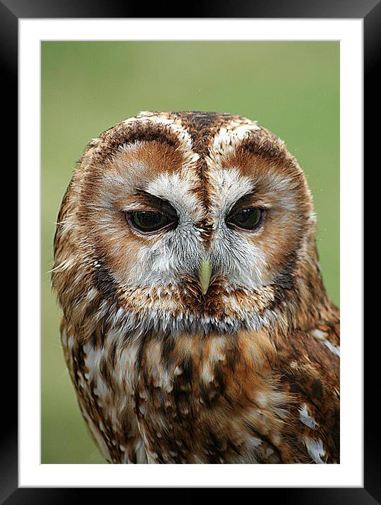 Tawny Owl Framed Mounted Print by Doug McRae