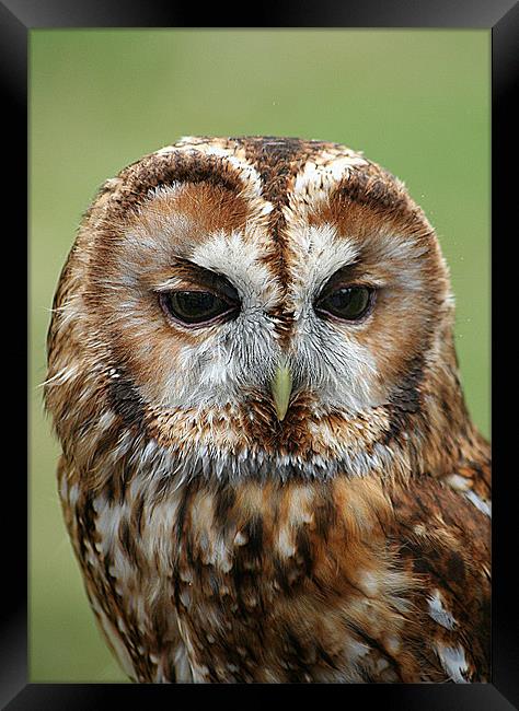 Tawny Owl Framed Print by Doug McRae