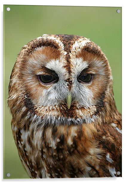 Tawny Owl Acrylic by Doug McRae