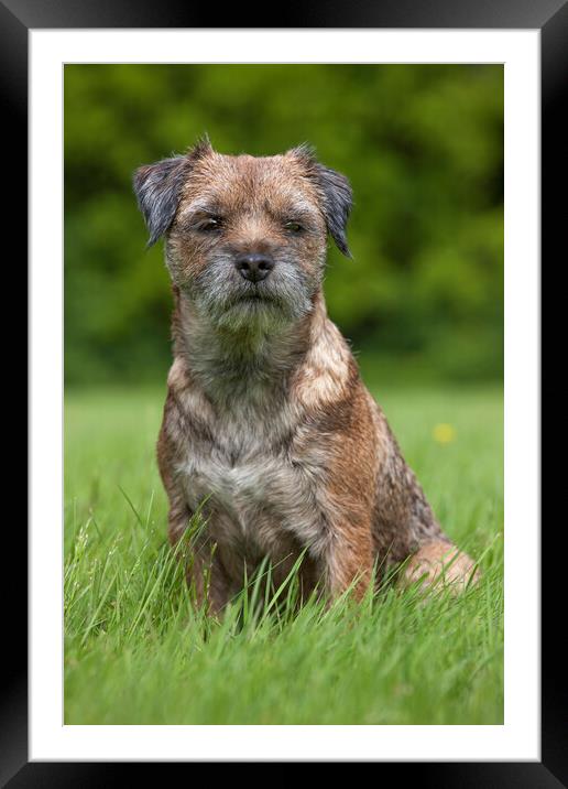 Border Terrier in Meadow Framed Mounted Print by Arterra 