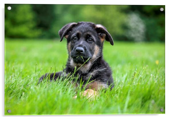 German Shepherd Dog Pup in Garden Acrylic by Arterra 