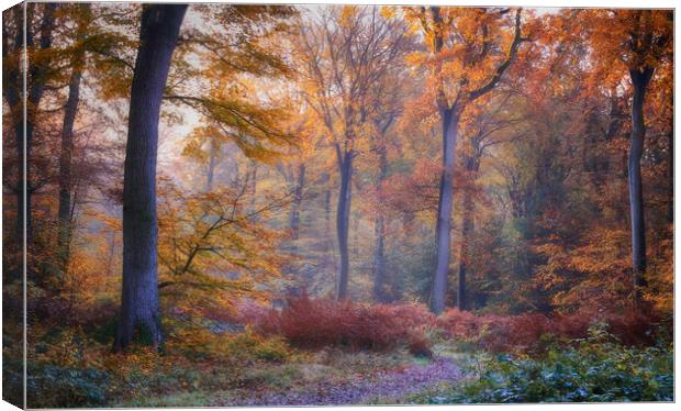 Autumn Beech Woodlands  Canvas Print by Ceri Jones