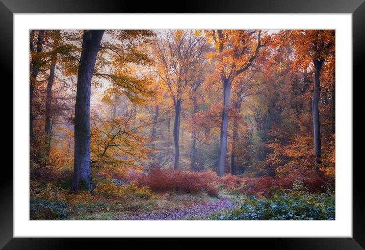Autumn Beech Woodlands  Framed Mounted Print by Ceri Jones