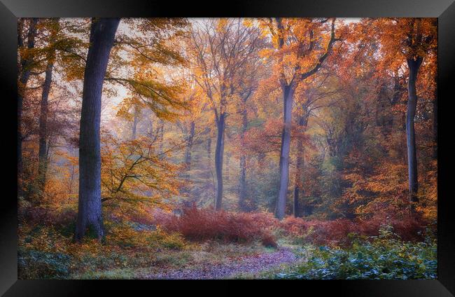Autumn Beech Woodlands  Framed Print by Ceri Jones