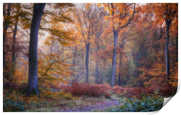 Autumn Beech Woodlands  Print by Ceri Jones