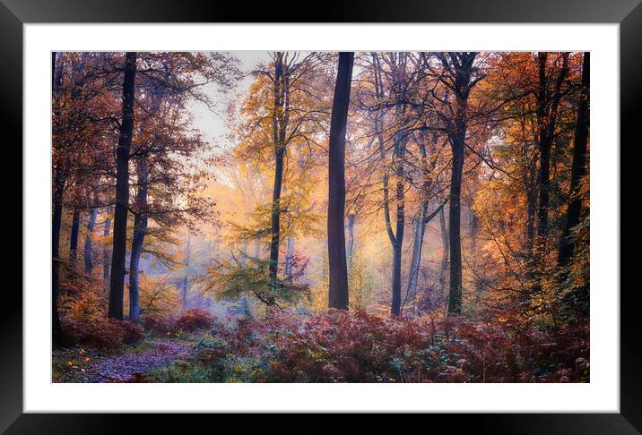 Autumn Morning Light Framed Mounted Print by Ceri Jones