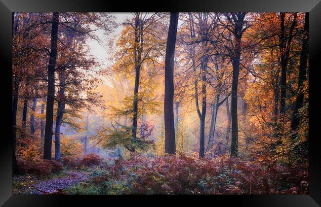 Autumn Morning Light Framed Print by Ceri Jones