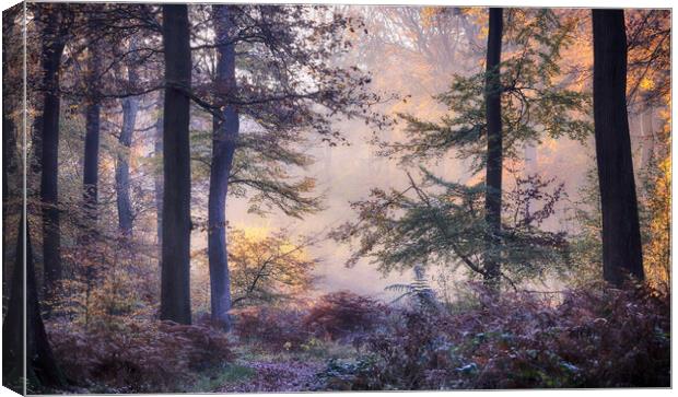 Misty autumn woodlands Canvas Print by Ceri Jones