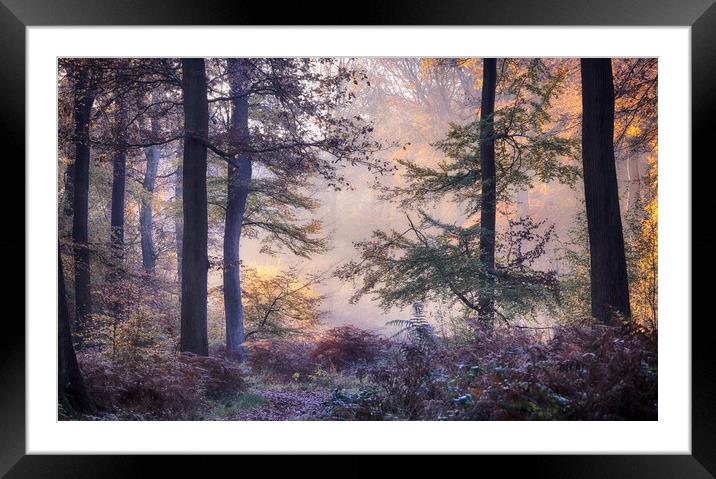 Misty autumn woodlands Framed Mounted Print by Ceri Jones