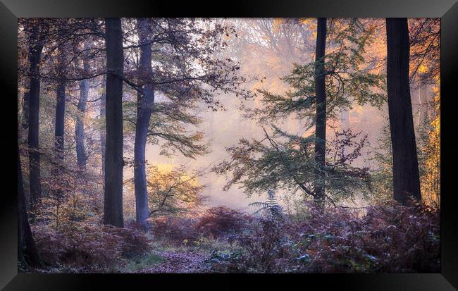 Misty autumn woodlands Framed Print by Ceri Jones