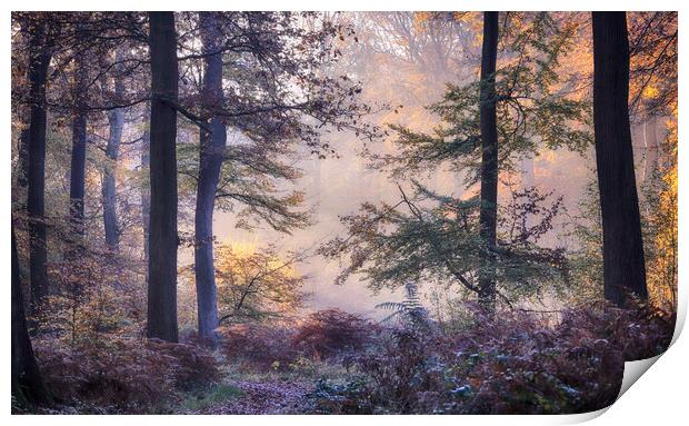 Misty autumn woodlands Print by Ceri Jones