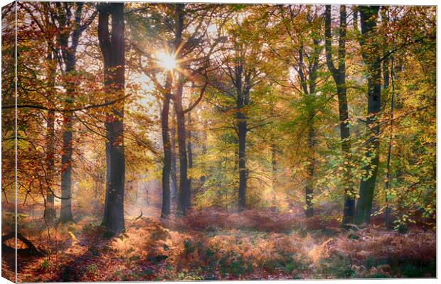 Autumn Sunlight Canvas Print by Ceri Jones