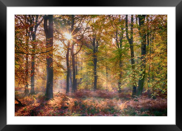 Autumn Sunlight Framed Mounted Print by Ceri Jones