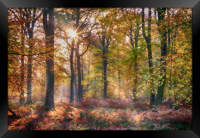 Autumn Sunlight Framed Print by Ceri Jones