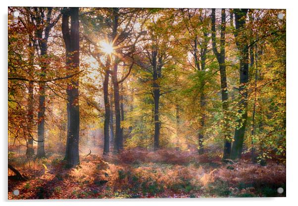 Autumn Sunlight Acrylic by Ceri Jones
